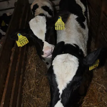 Sitting At The Bay Farmház *