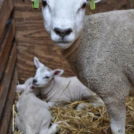 Sitting At The Bay Zuiderwoude